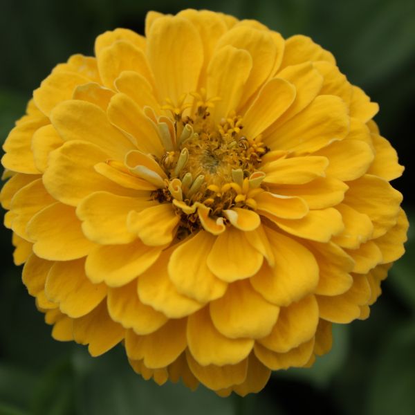 Zinnien Benary's Riesen Mix