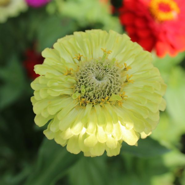 Zinnien Benary's Riesen Mix