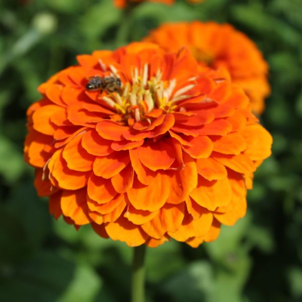 Zinnien Benary's Riesen Mix