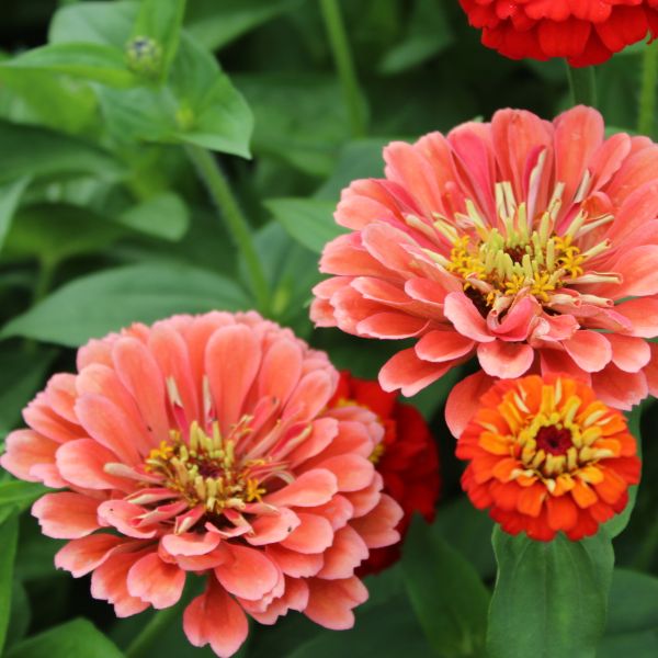 Zinnien Benary's Riesen Mix