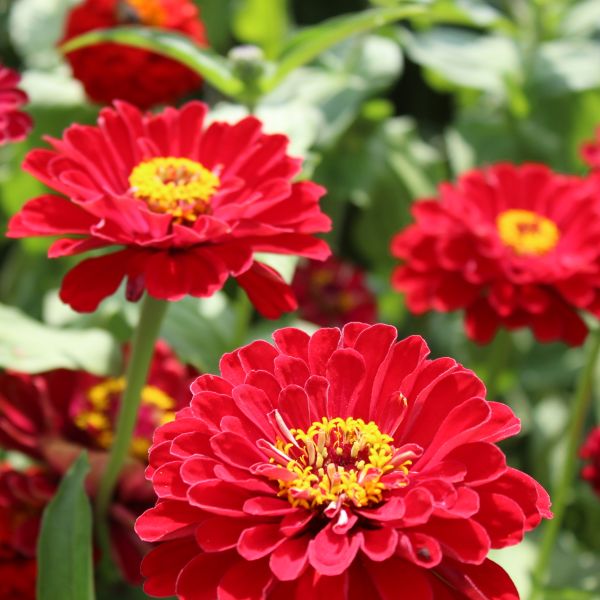 Zinnien Benary's Riesen Mix
