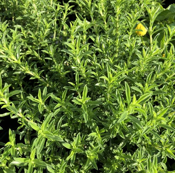 Bergbohnenkraut mehrjährig  Bio