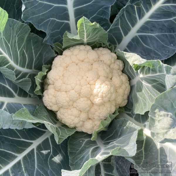 Blumenkohl Candid Charme