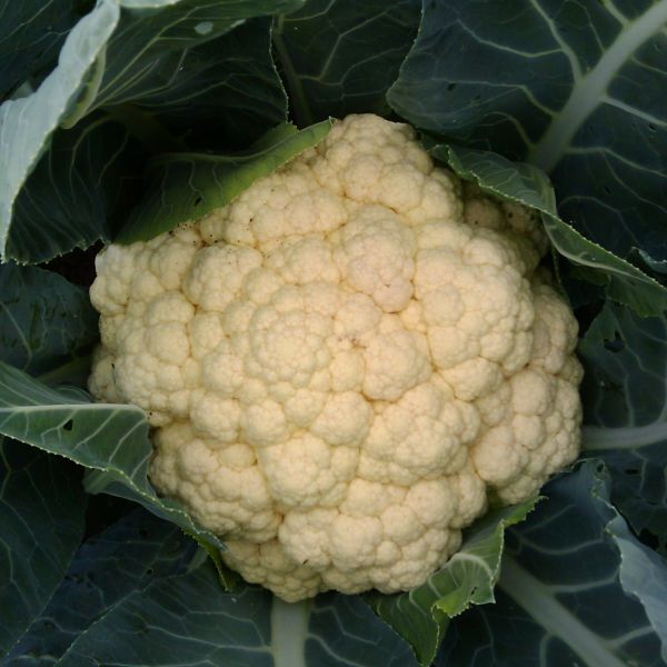 Blumenkohl Aviso F1