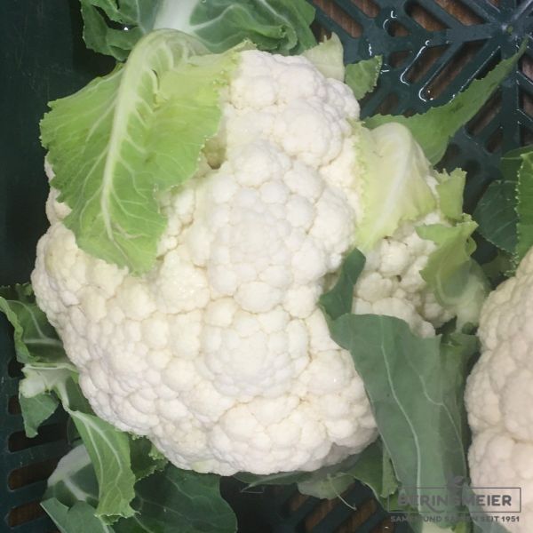 Blumenkohl Francesca F1