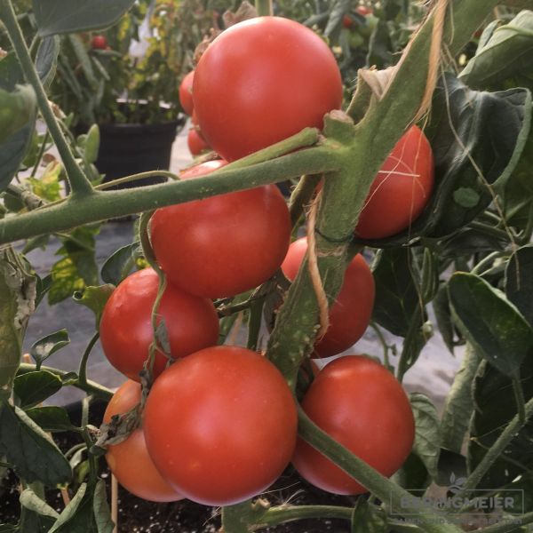 Normalfrüchtige Tomate Bocati F1 Bio