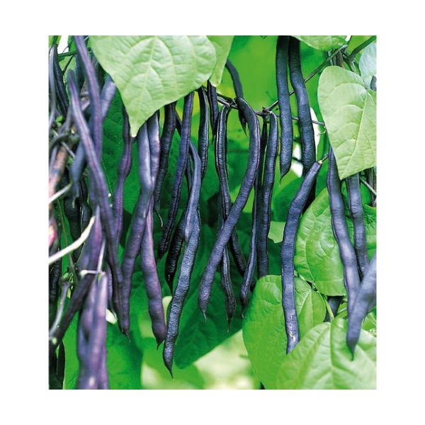 Stangenbohnen Blauhilde - ungebeizt