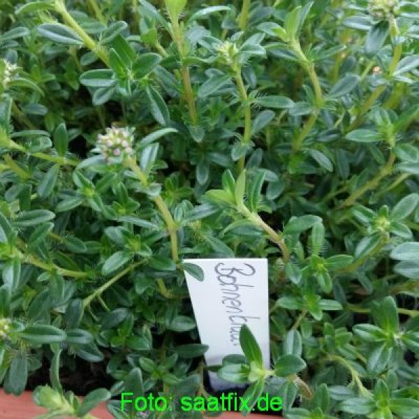 Bohnenkraut einjährig Bio