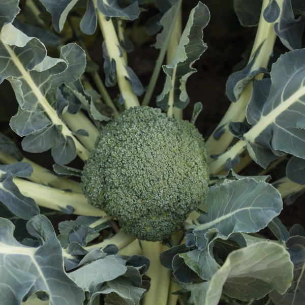 Brokkoli Malibu F1 - Foto bejo Samen GmbH