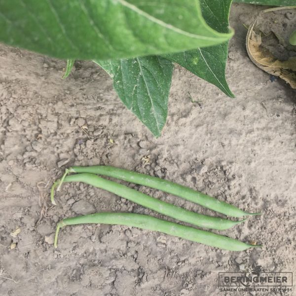 Buschbohnen Cupidon-Prinzessbohne - Filetbohne - Bio