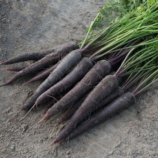 Möhren Purple Sun F1 - Foto bejo Samen GmbH