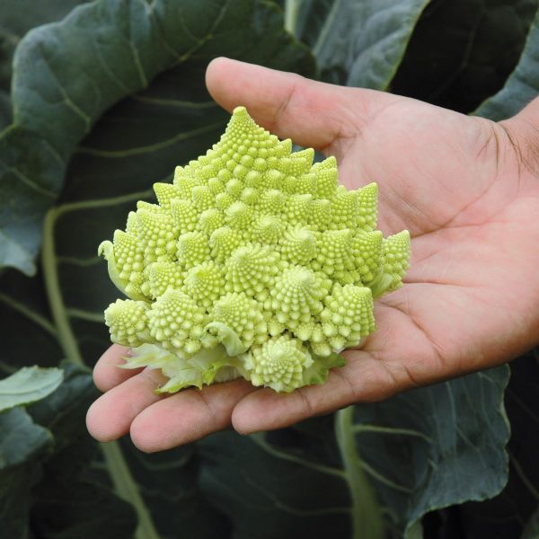 Blumenkohl / Romanesco White Gold F1 -  Foto bejo Samen GmbH