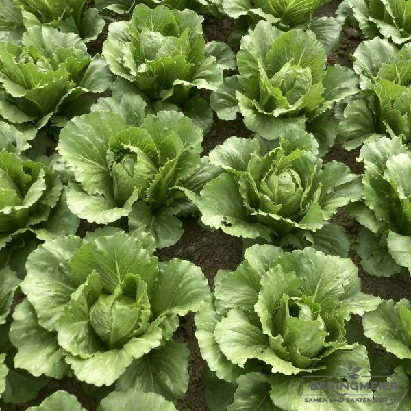 Crunchy Salat Galactita - bio