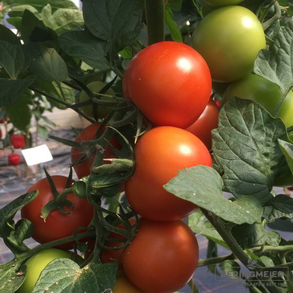 Normalfrüchtige Tomate Diplom F1
