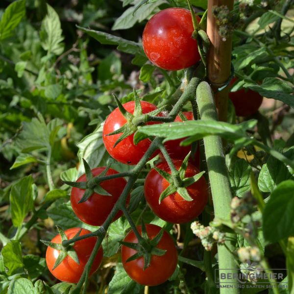 Cherrytomate Hanami F1 E15C.42176 - Bio