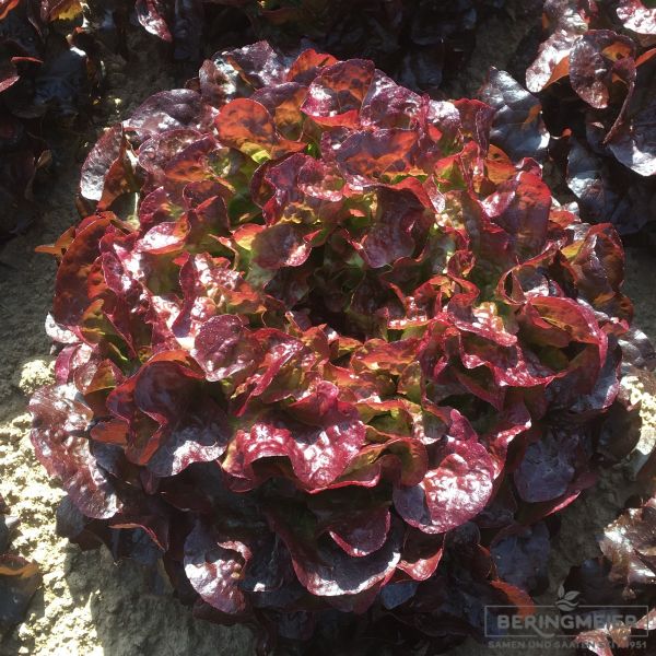 Roter Eichblattsalat Azerix - bio