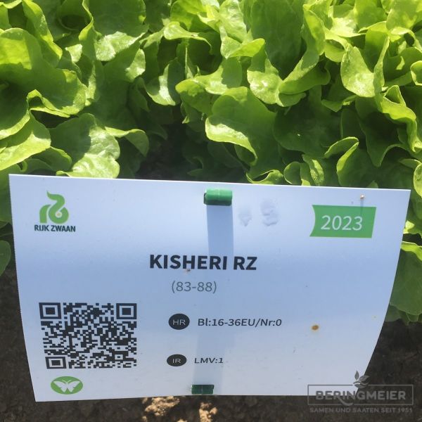 Eichblattsalat grün Kisheri - Bio