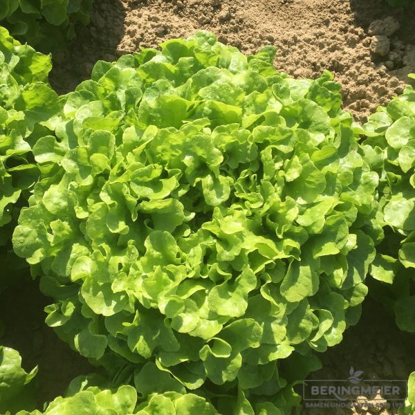 Eichblattsalat grün Kisheri - Bio