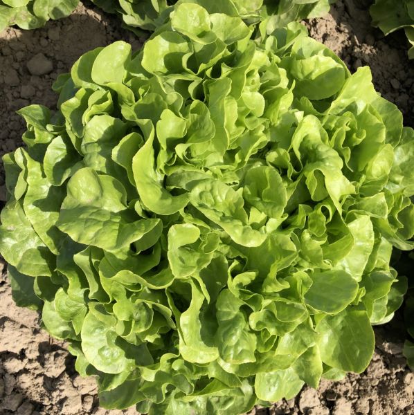 Eichblattsalat grünn Atavir