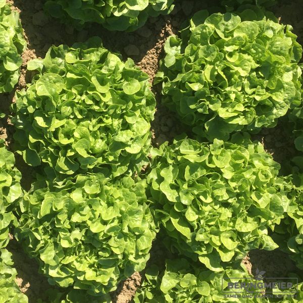 Grüner Eichblattsalat Kirinia