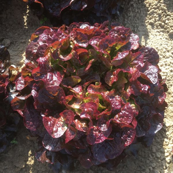 Eichblattsalat Aramai - bio