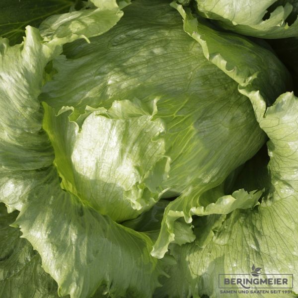 Eissalat Jasperinas - Bio