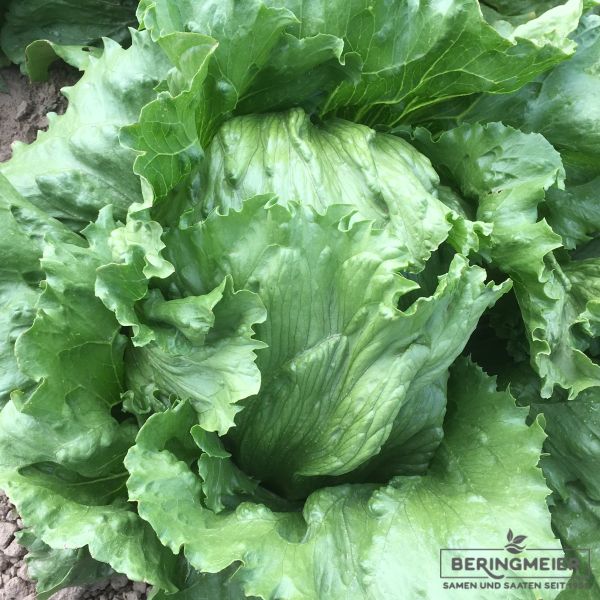 Eissalat Times - Bio