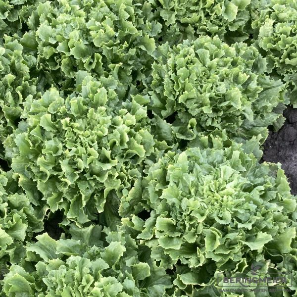 Endivie Aperance glatt - Bio