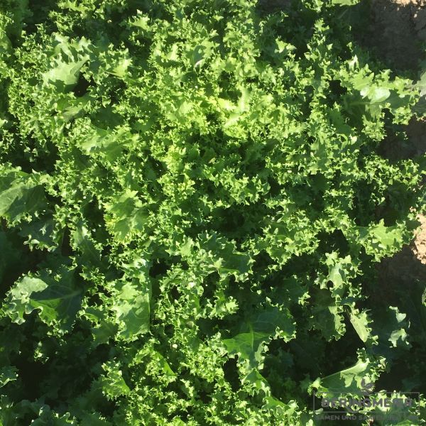 Endivie Comaneci Frisée (gekraust) Bio