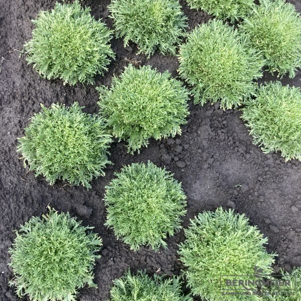 Endivie Curlesi Frisee Bio