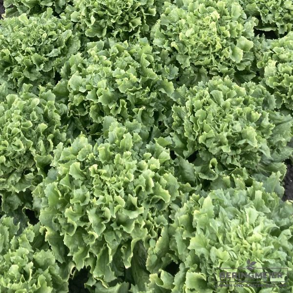 Endivie Eliance glatt Bio