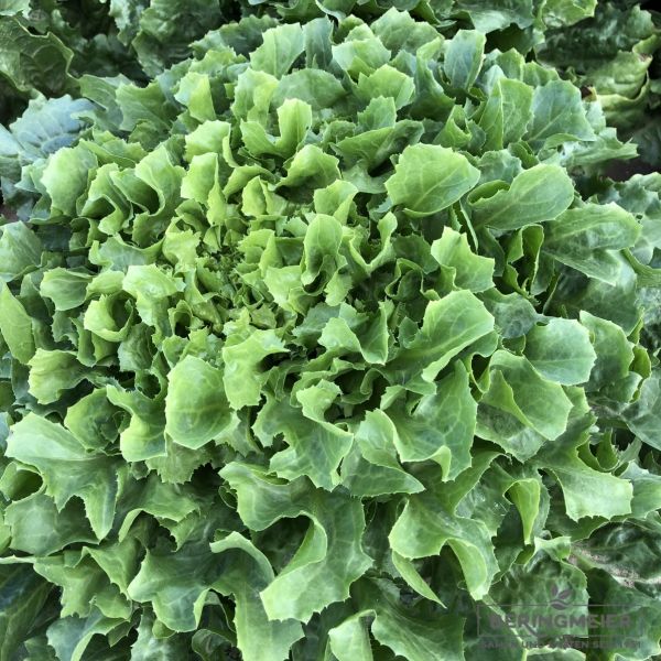 Endivie Nuance glatt Bio