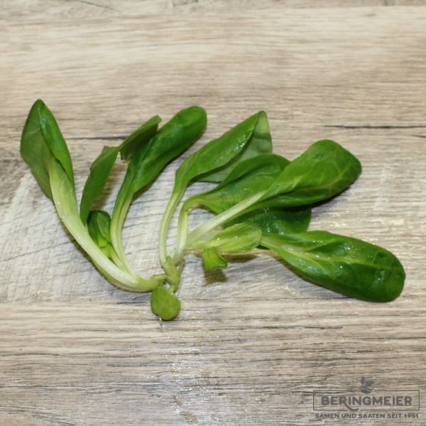 Feldsalat Baron - Bio