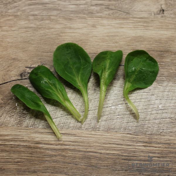 Feldsalat Calarasi - ungebeizt