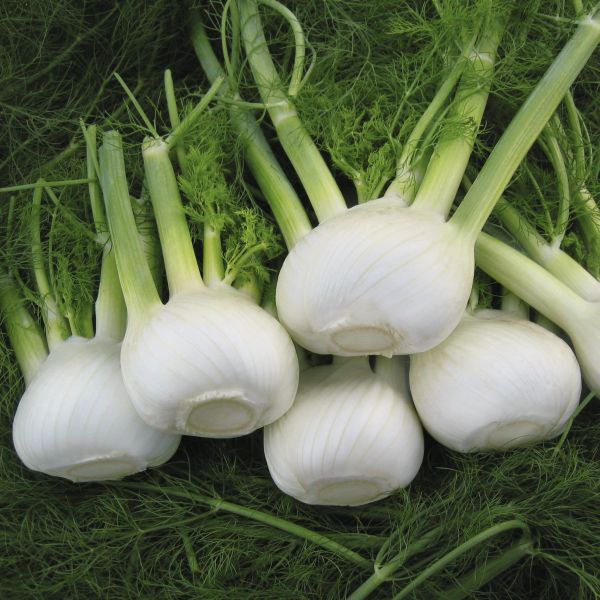 Knollenfenchel Orion F1 -  Foto bejo Samen GmbH
