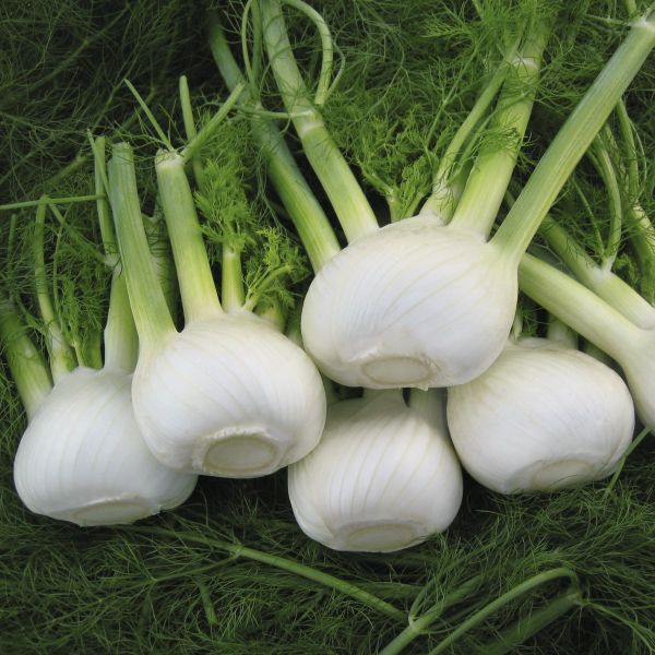 Knollenfenchel Orion F1 -  Foto bejo Samen GmbH