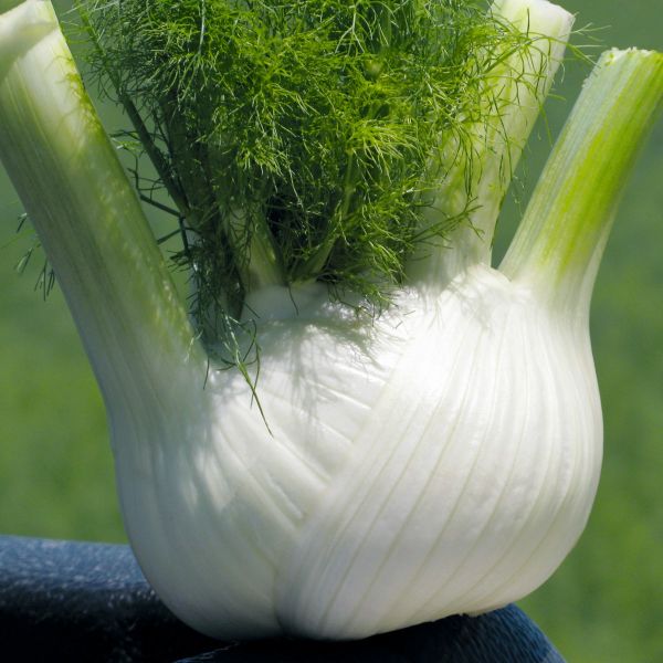 Knollenfenchel Solaris F1 - Foto bejo Samen GmbH