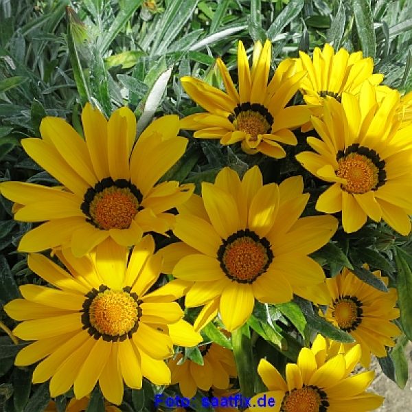 Gazania rigens Talent Mix - ungebeizt
