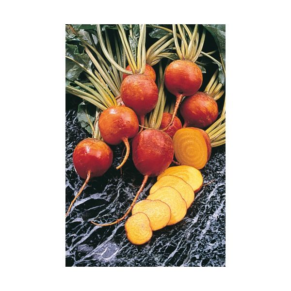 Gelbe Bete Golden Eye