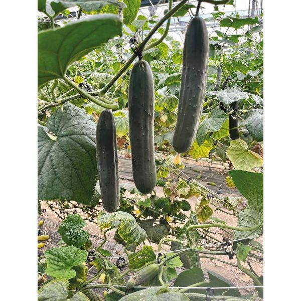 Treibgurken Centauro F1 (Slicer) - Minigurke - Bio