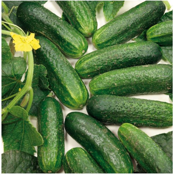 Freilandgurken Diamant F1 - Einlegegurken Bio