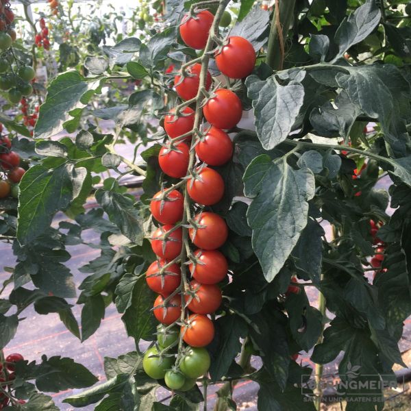 Mini-Pflaumentomate SunstreamF1 - Bio