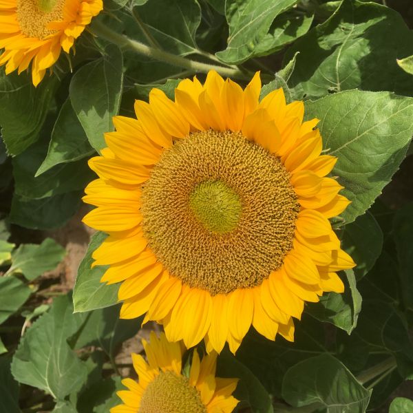 Sunrich Gold