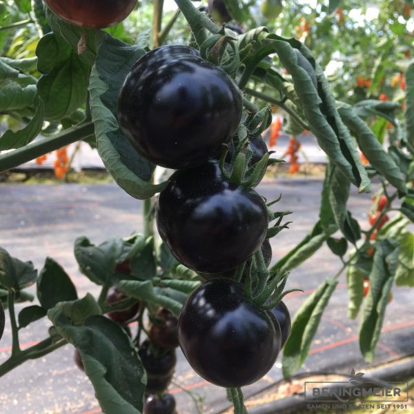 Cocktailtomate Tomate Indigo Rose Bio