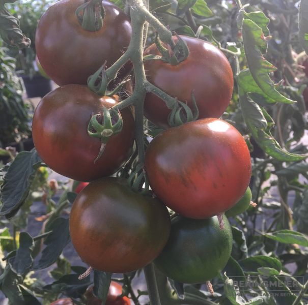 Normalfrüchtige Tomate Kakao F1 Bio