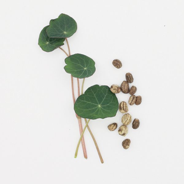 Rote Kapuzinerkresse Bio Microgreens Saatgut