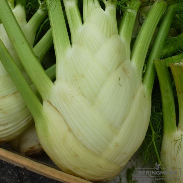 Knollenfenchel Finale - Bio