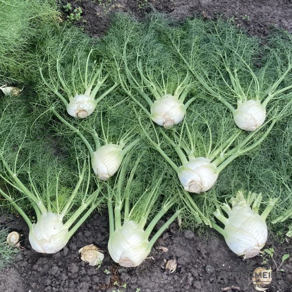Knollenfenchel Preludio F1 - Bio