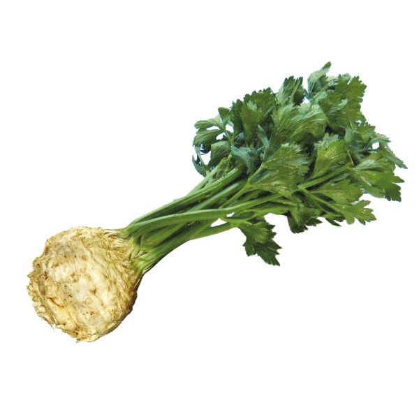 Knollensellerie Mars - Bio