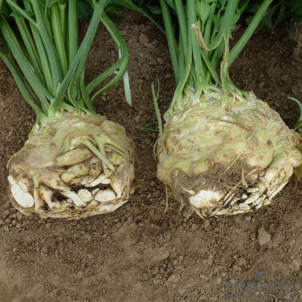 Knollensellerie Prinz - Pillensaatgut